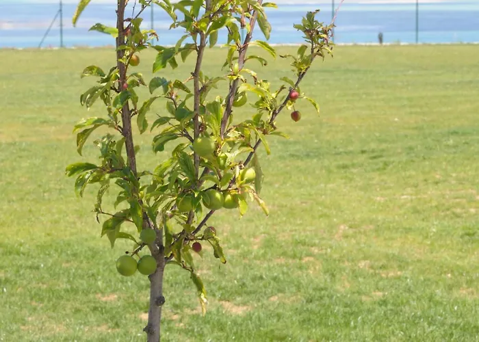 Дом отдыха Da Barcela Баррейрос